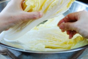 salting napa cabbage for kimchi