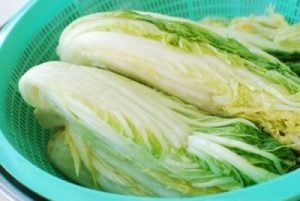 napa cabbage kimchi recipe